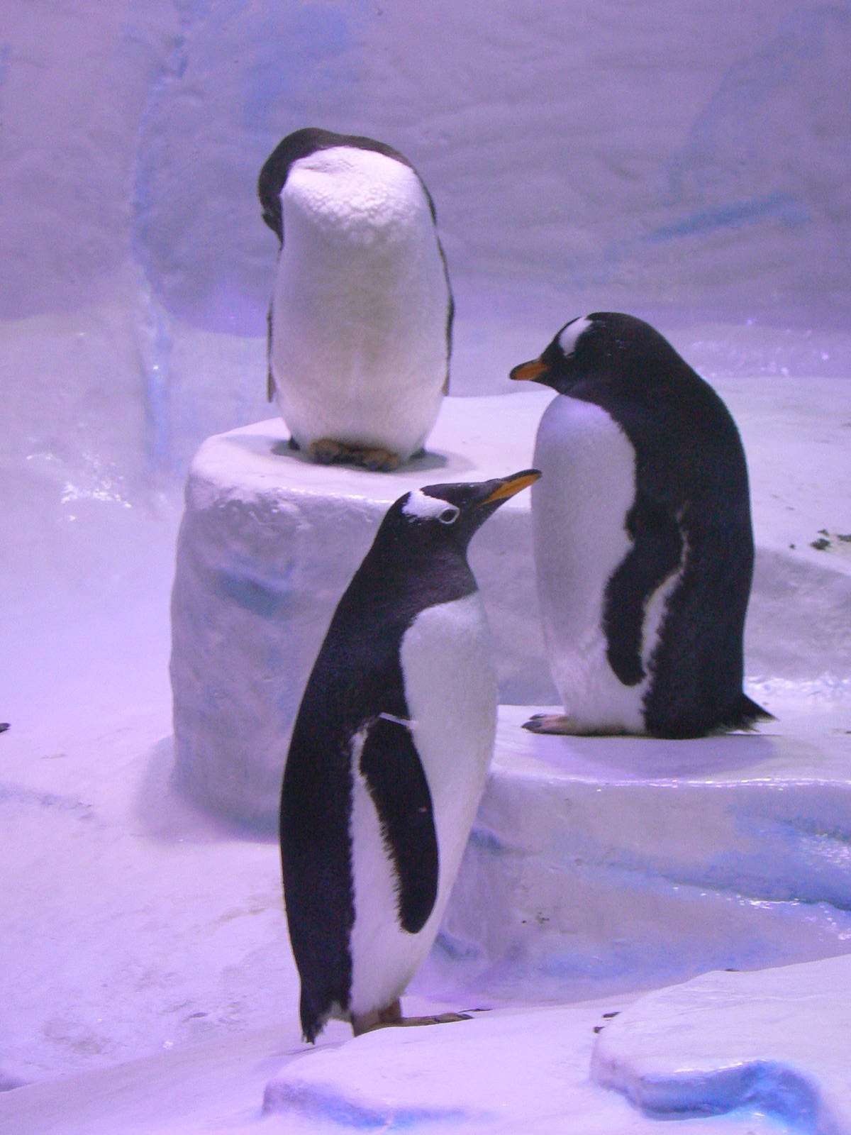 Gentoo Penguins