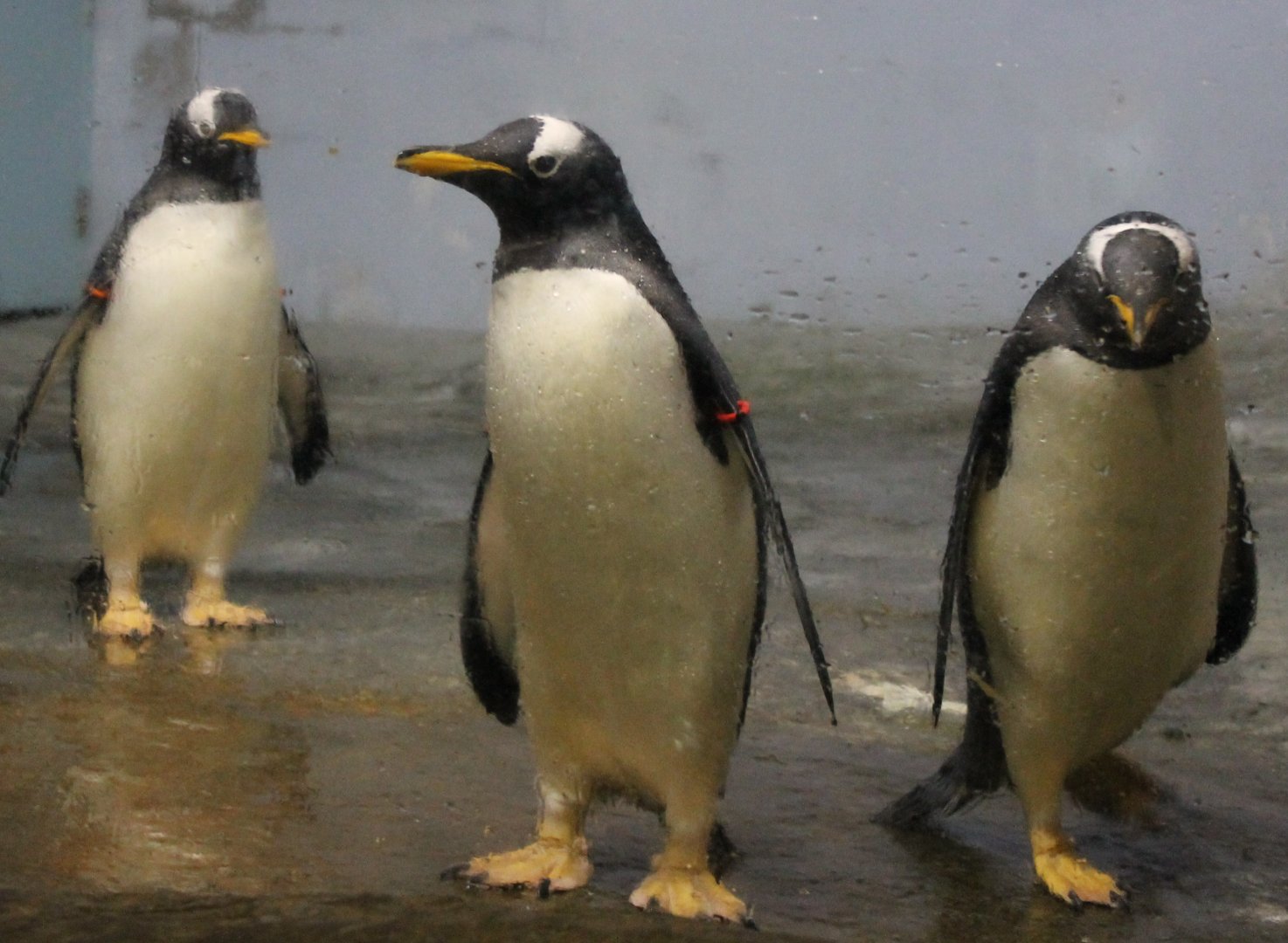 Gentoo penguins