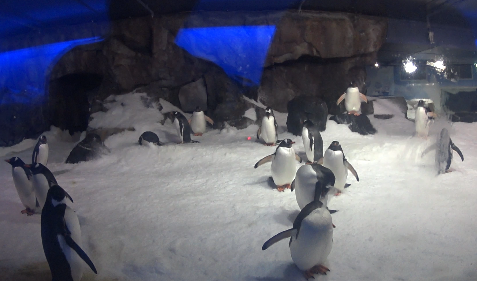Gentoo Penguins
