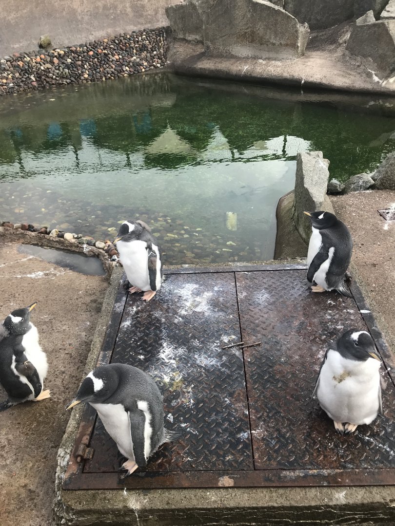Gentoo penguins