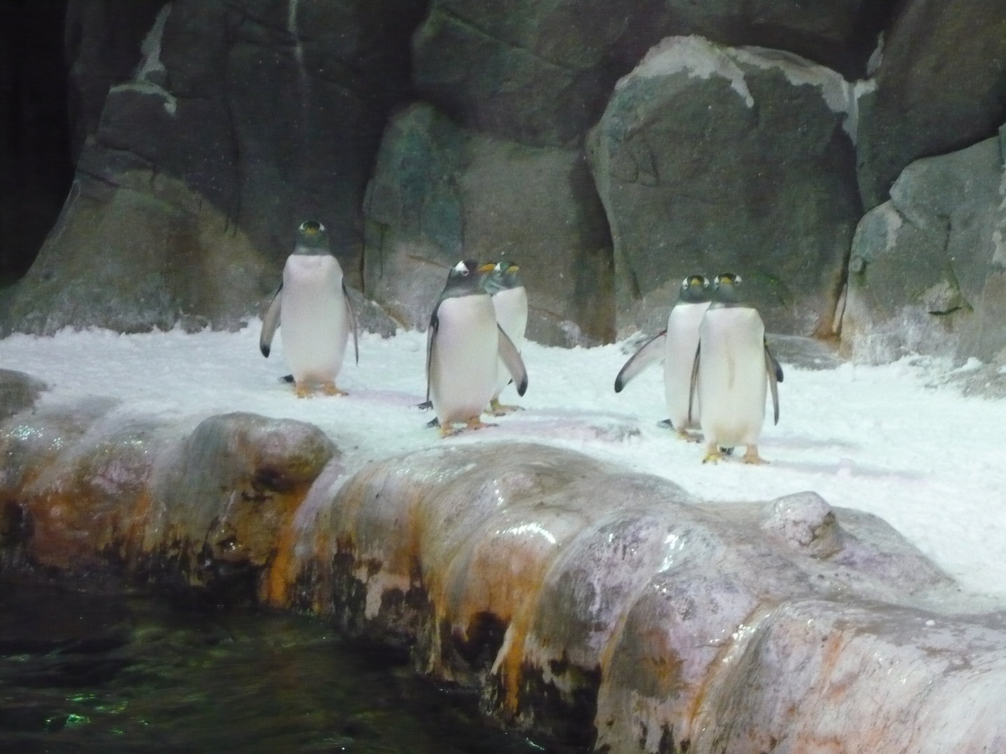 Gentoo penguins