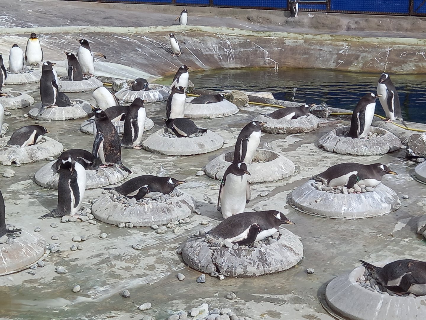Gentoo Penguins