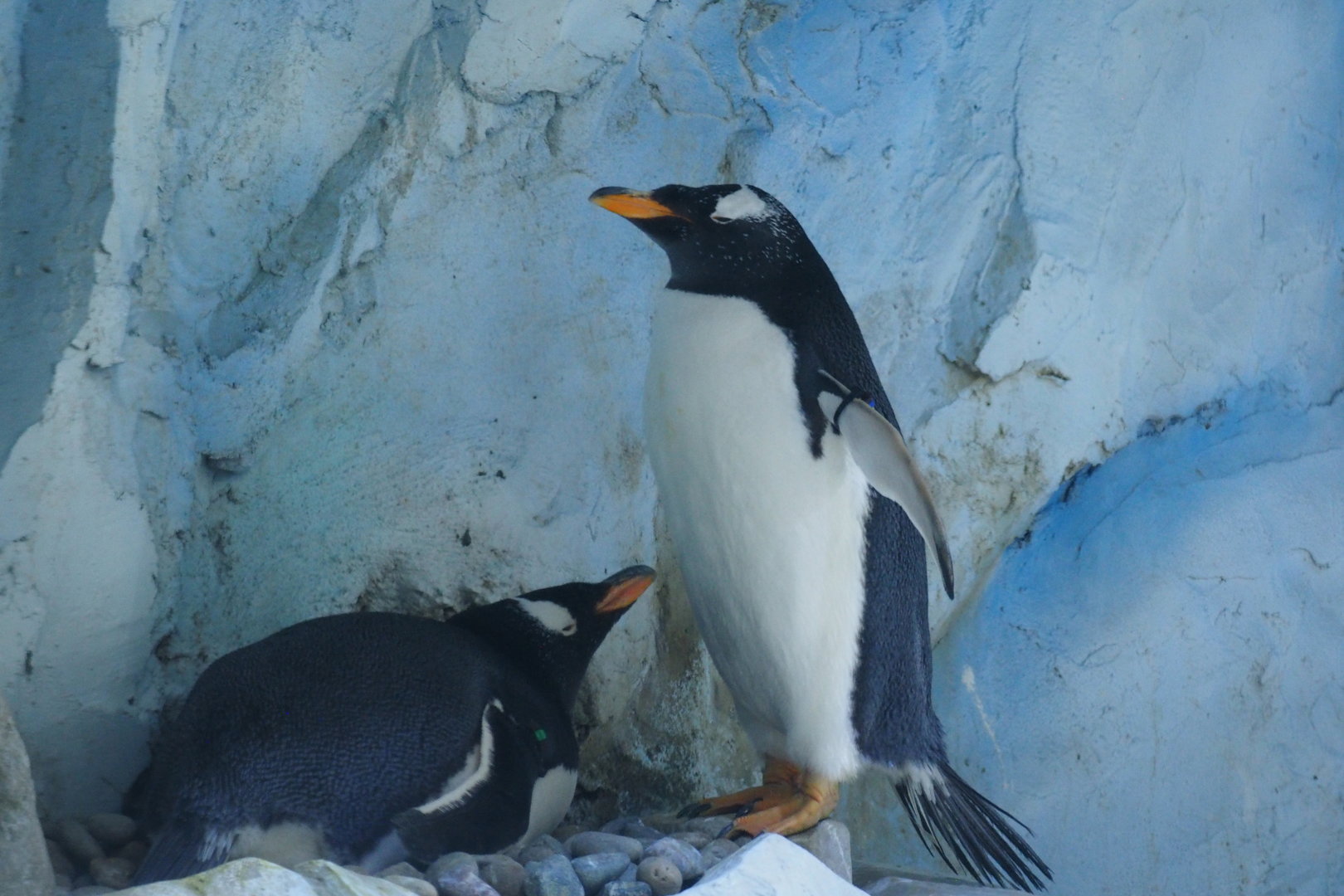 Gentoo Penguins