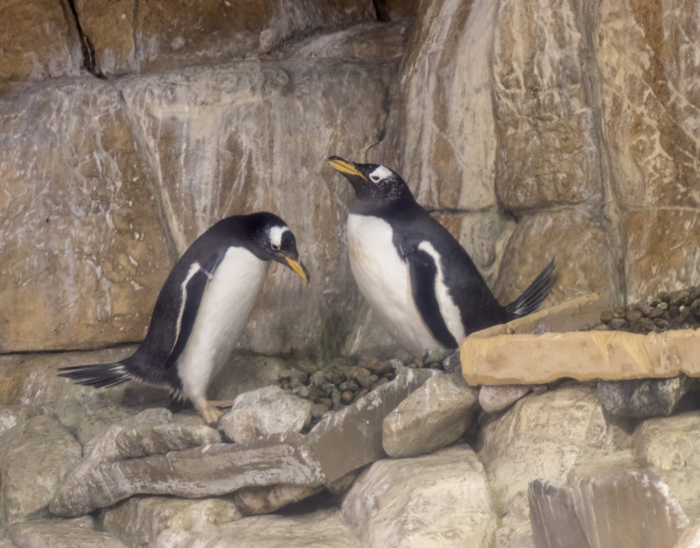 Gentoo Penguins