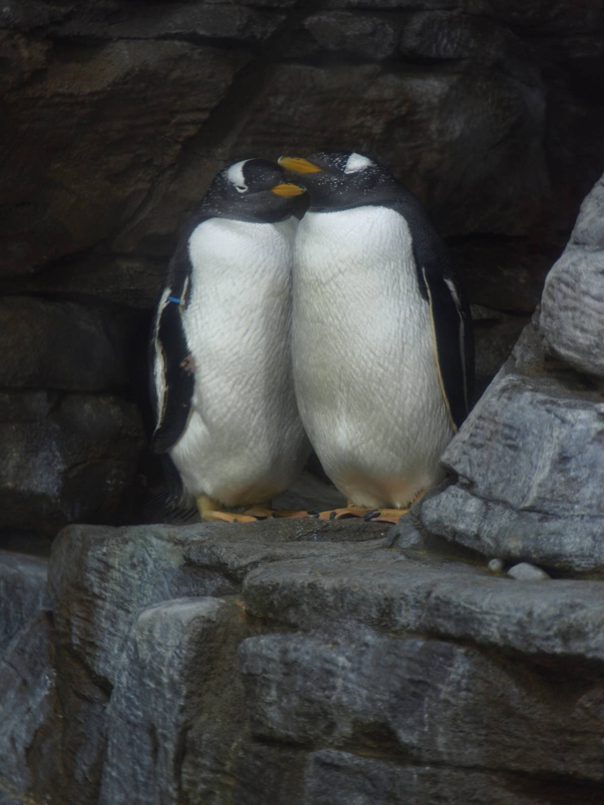 Gentoo penguins