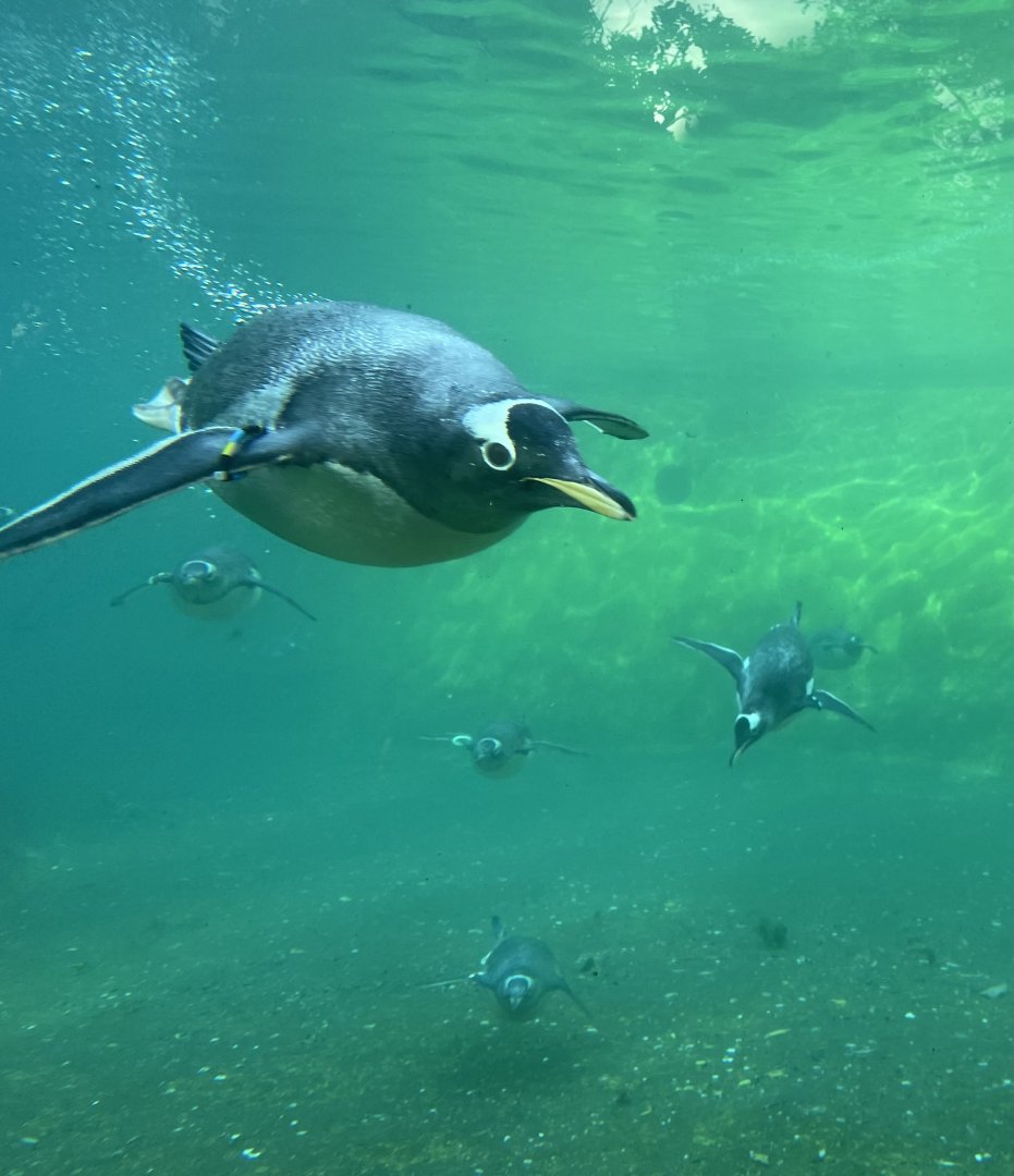 Gentoo Penguins