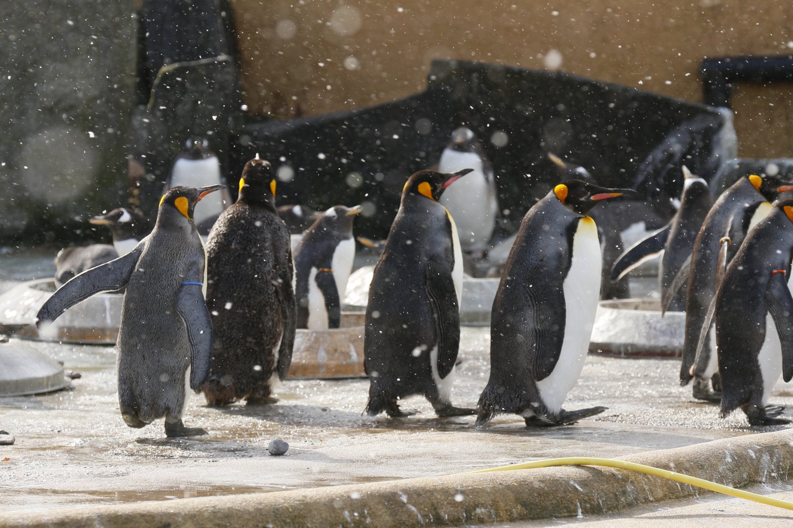 Gentoo (Pygoscelis papua) and King penguins (Aptenodytes patagonicus) enjoying the snow