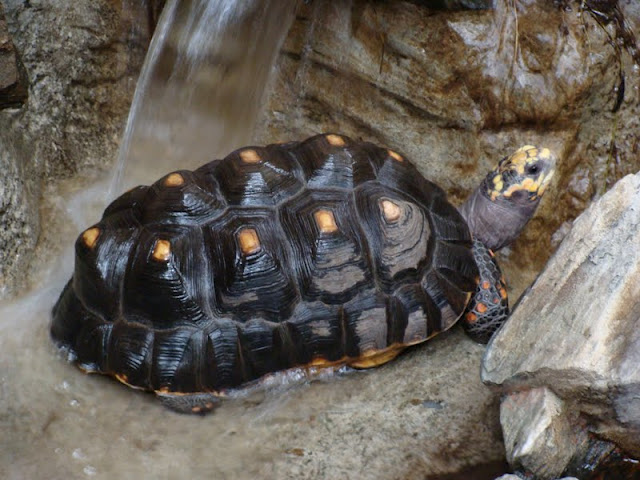 Geochelone carbonaria