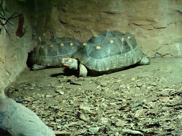 Geochelone carbonaria