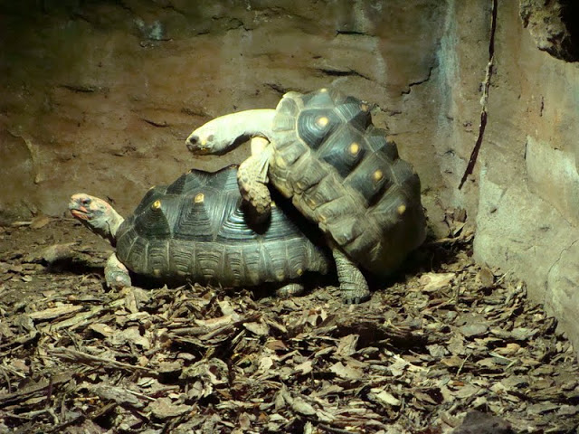 Geochelone carbonaria