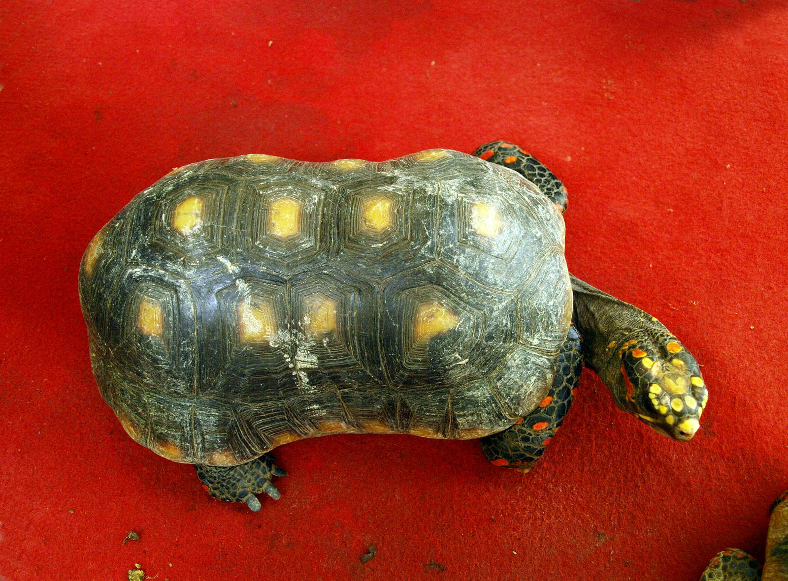 Geochelone carbonaria