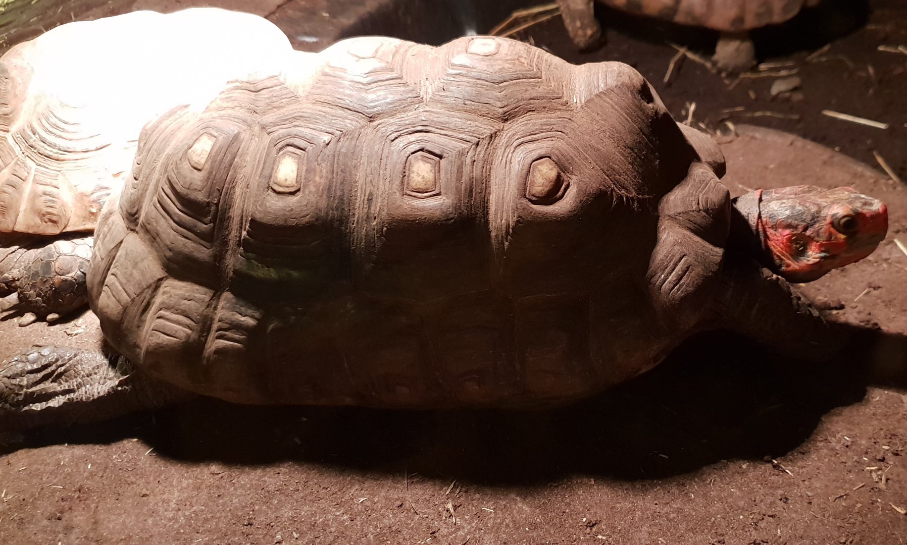 Geochelone carbonaria