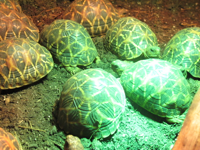 Geochelone elegans babys