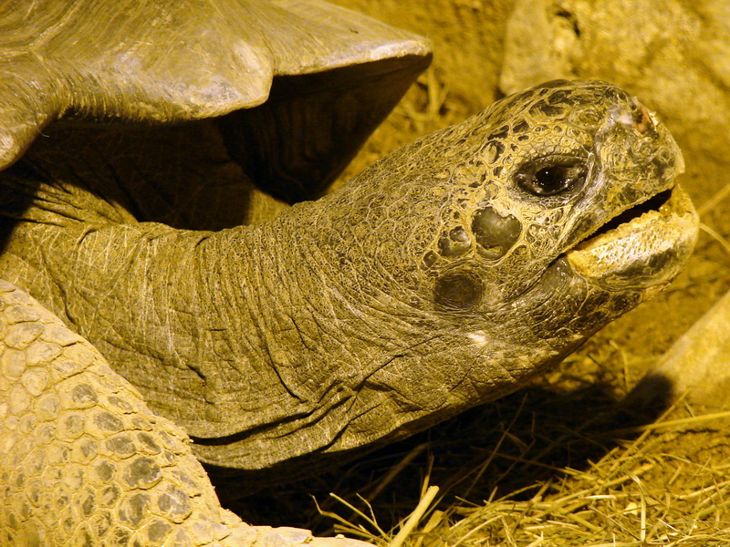 Geochelone elephantopus / Galapagos tortoise (female)