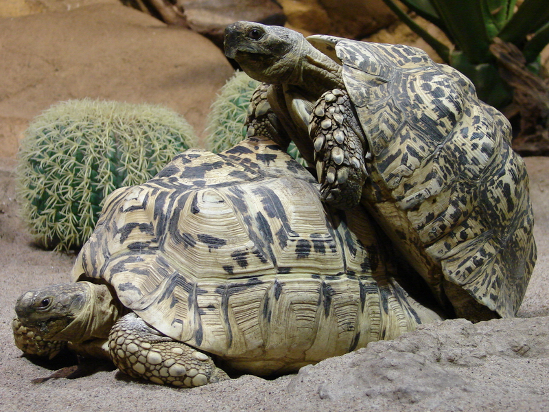 Geochelone pardalis  / Leopard Tortoise (copulation)