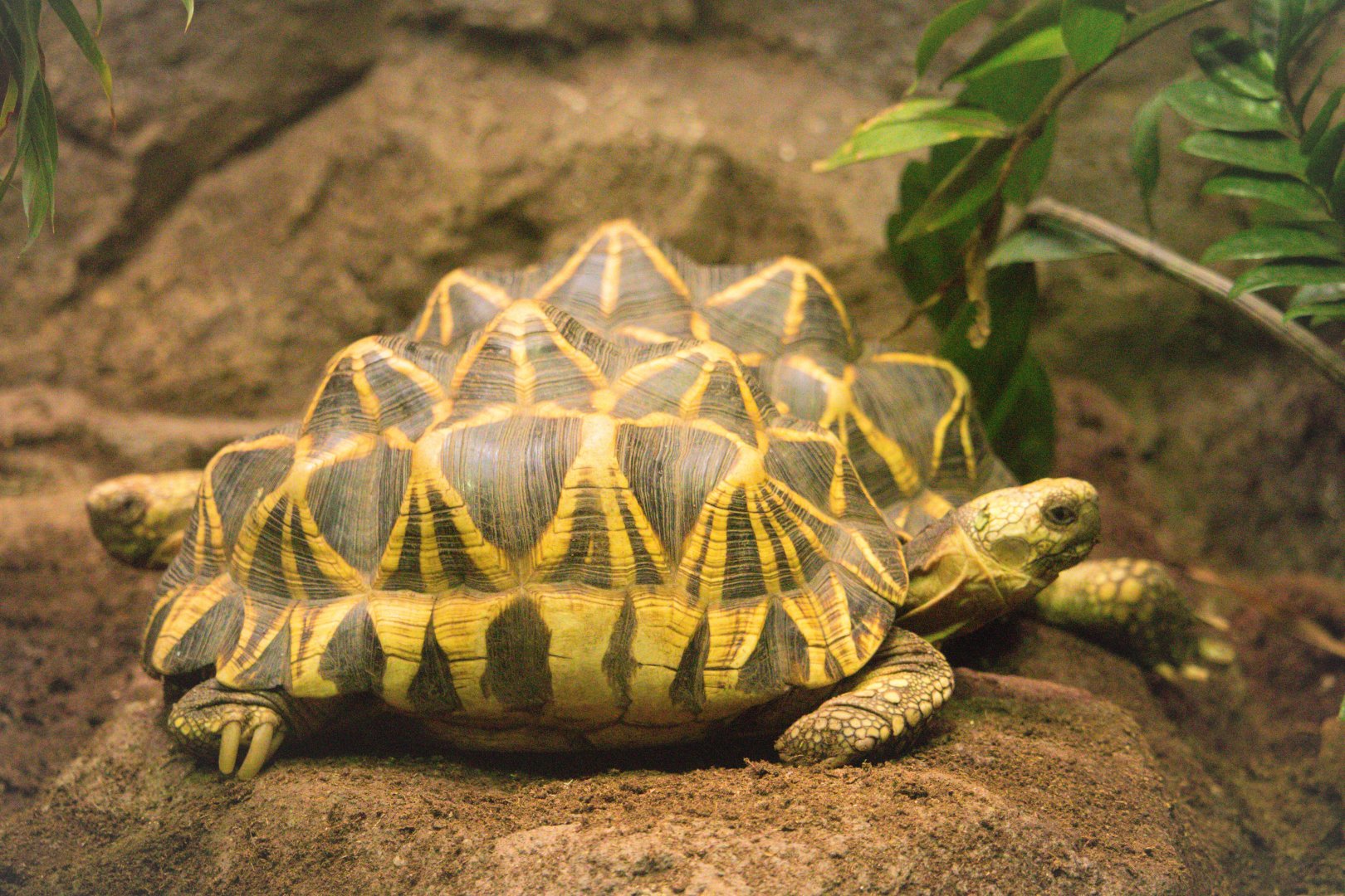 Geochelone platynota / Burmese Star Tortoise