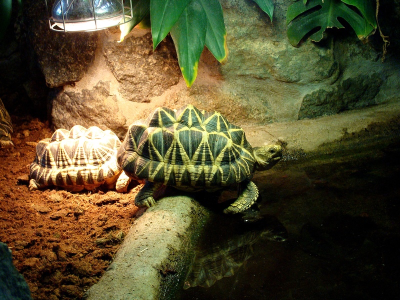 Geochelone platynota