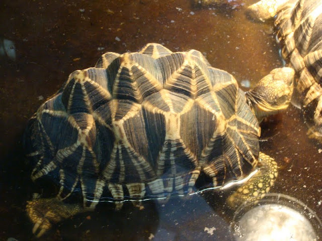Geochelone platynota