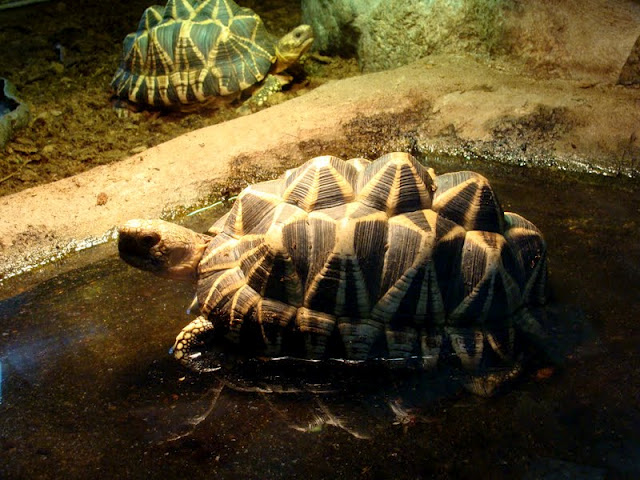 Geochelone platynota