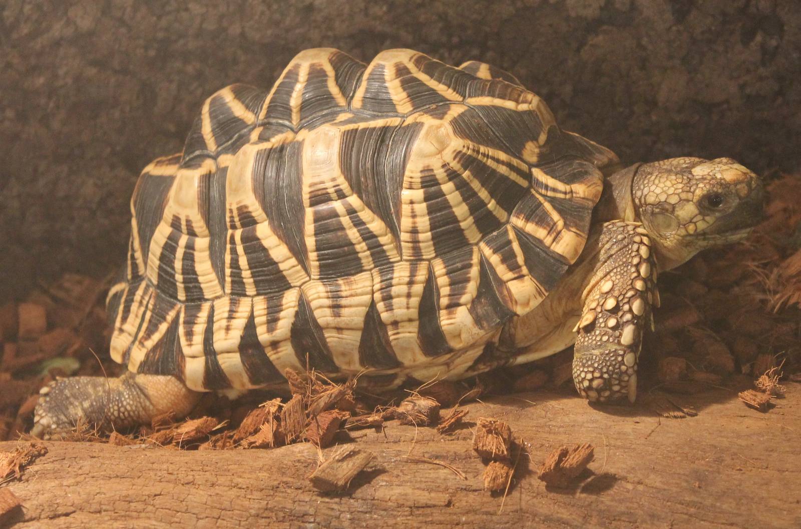 Geochelone platynota