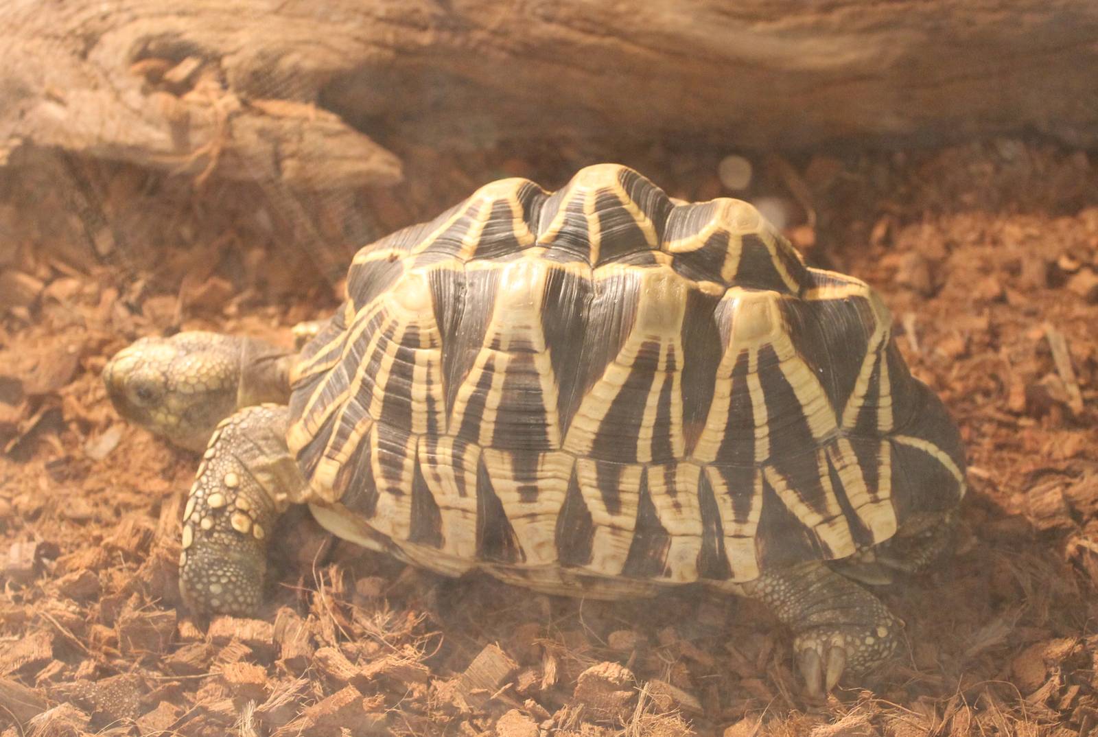 Geochelone platynota