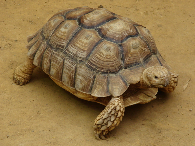 Geochelone sulcata / African spurred tortoise