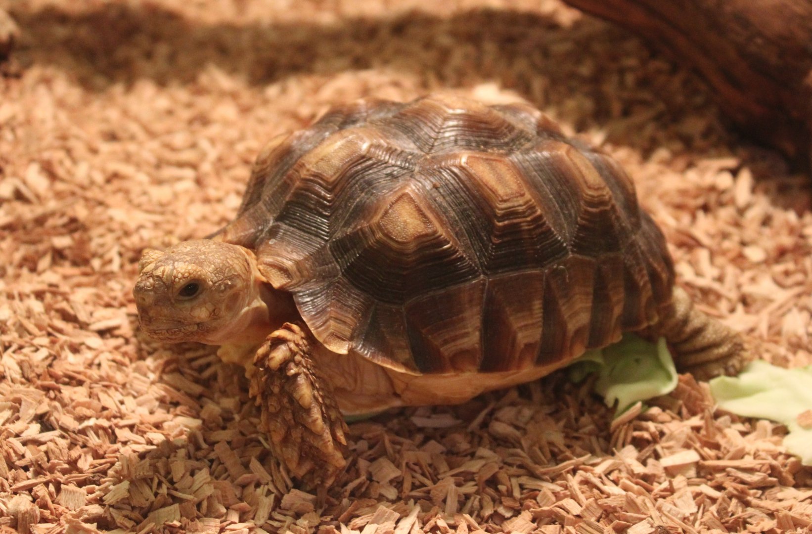 Geochelone sulcata - juvenile