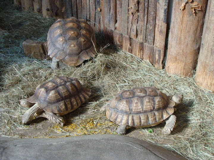 Geochelone sulcata