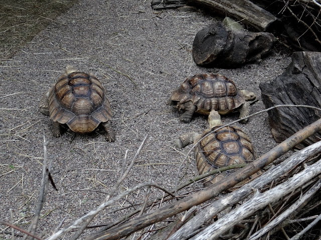 Geochelone sulcata