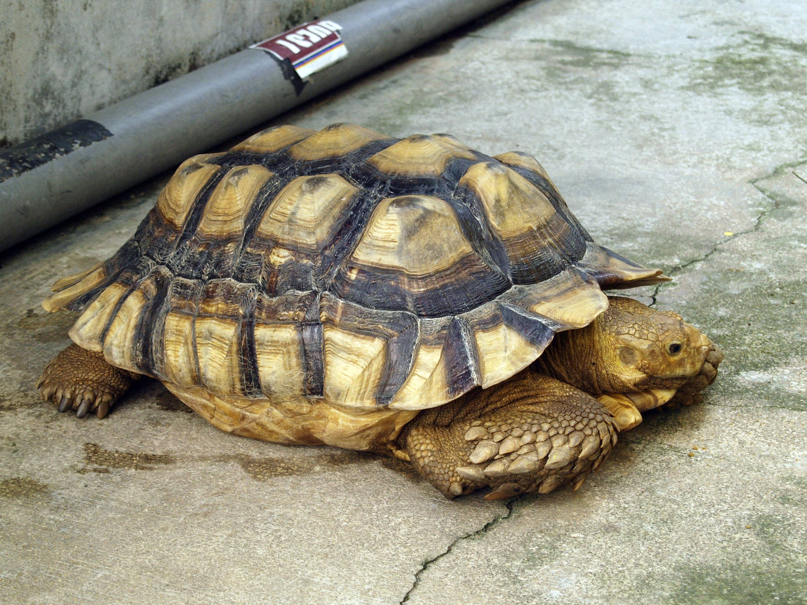 Geochelone sulcata