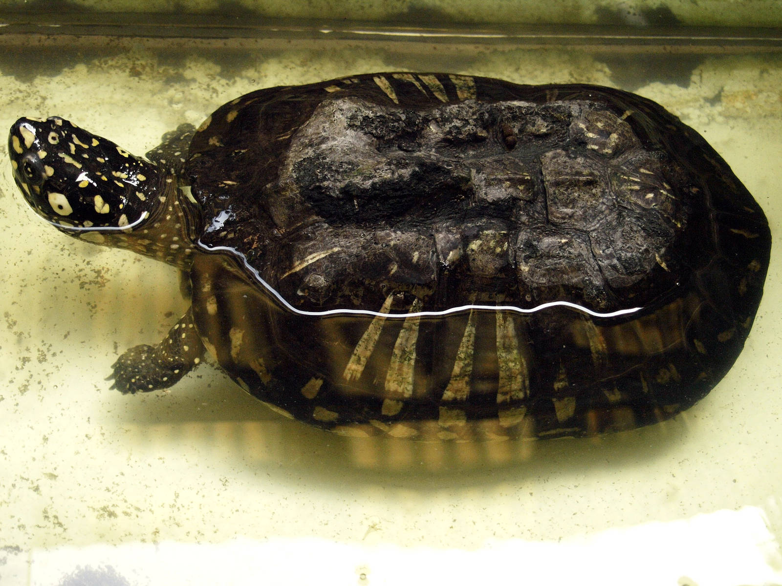 Geoclemys hamiltonii