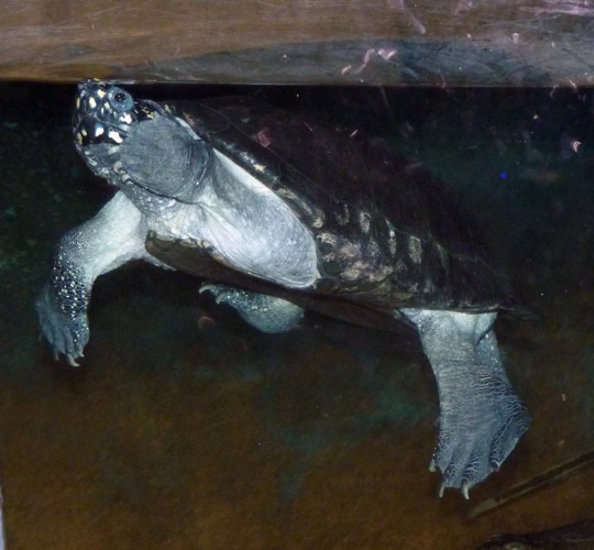 Geoclemys hamiltonii