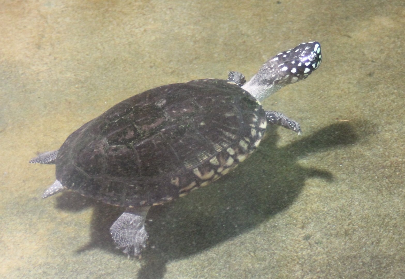 Geoclemys hamiltonii