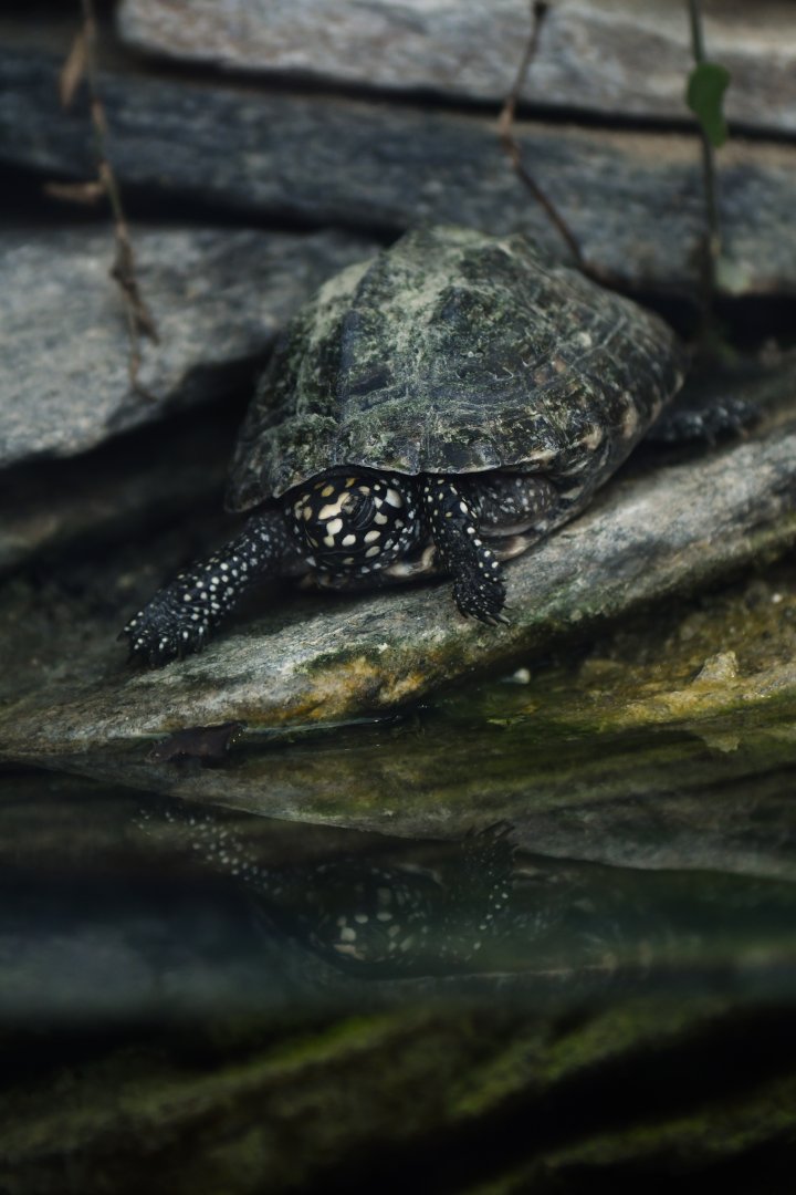 Geoclemys hamiltonii