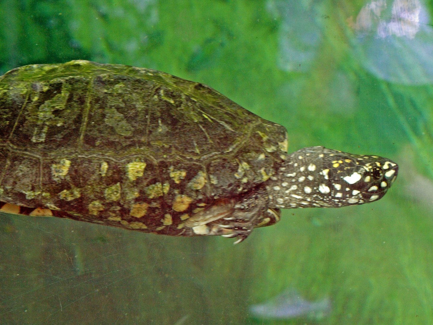 Geoclemys hamiltonii