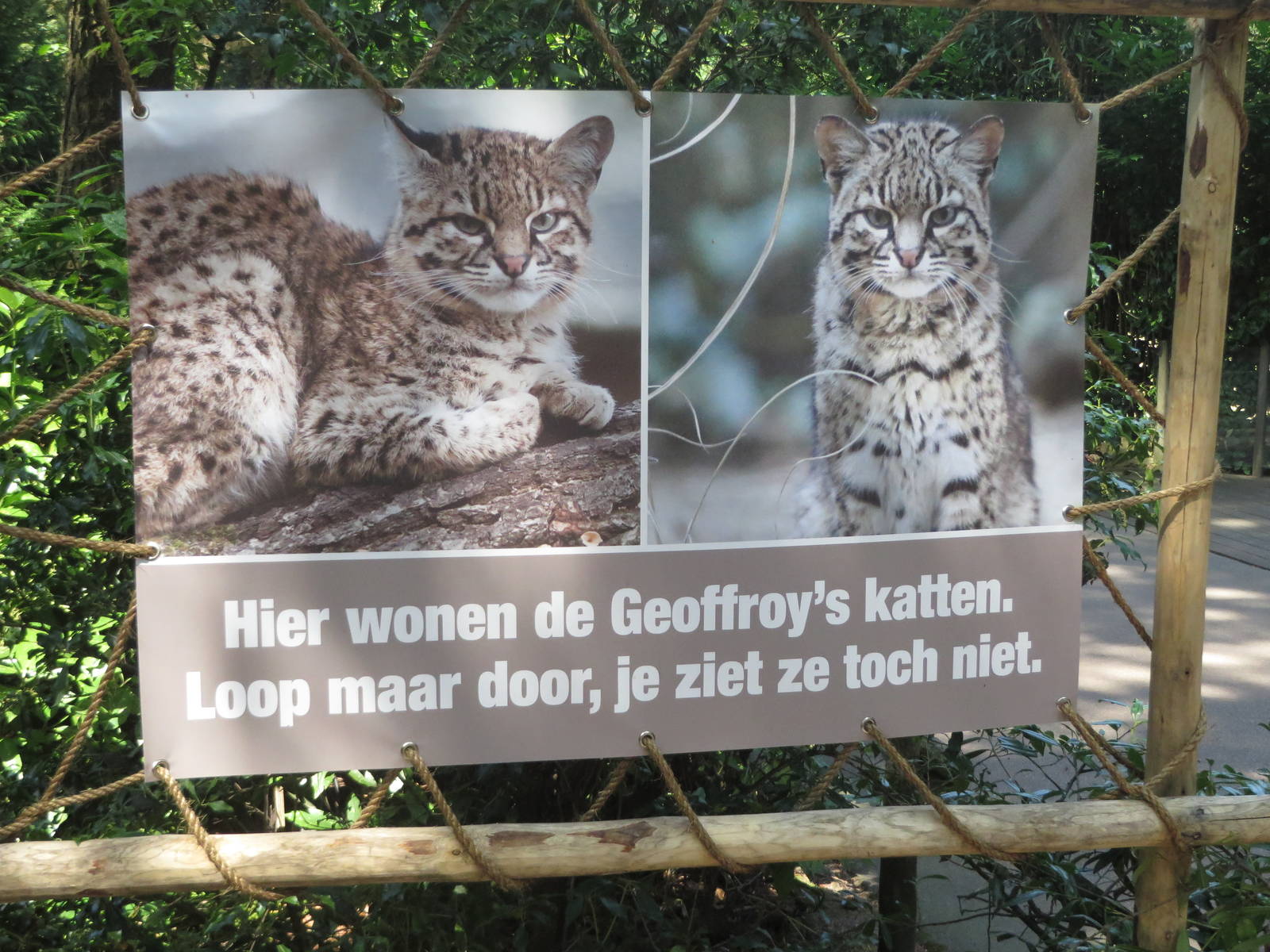 Geoffrey cat sign