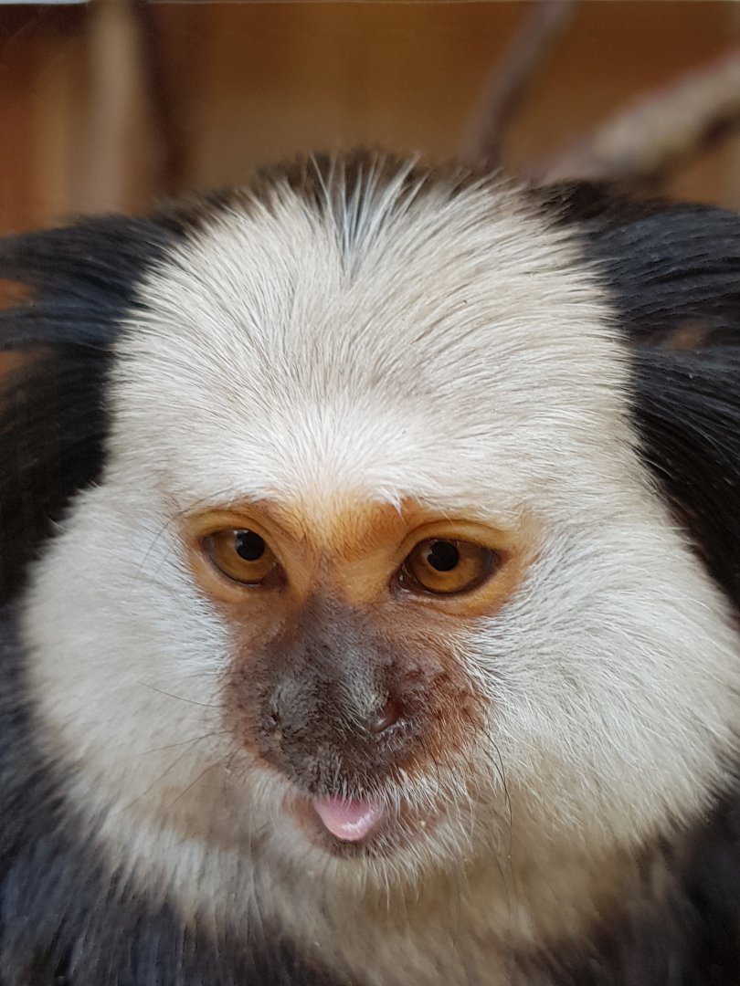 geoffrey marmoset