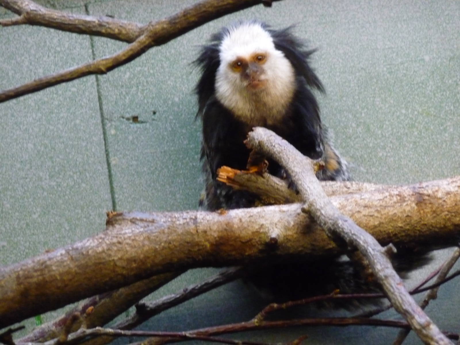 geoffrey`s marmoset london zoo