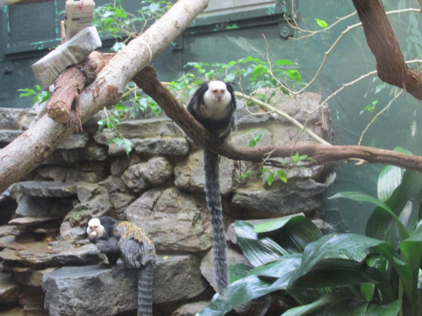 geoffrey´s marmoset