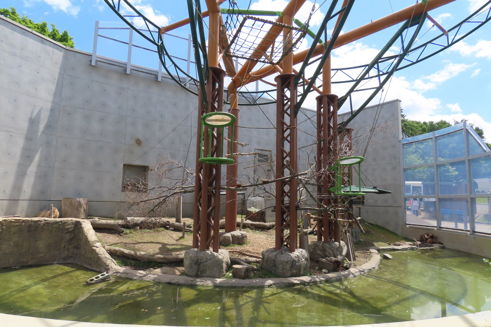 Geoffrey spider monkey/capybara