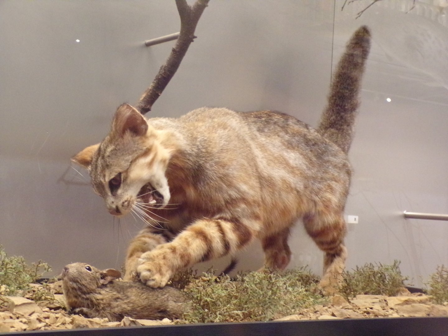 Geoffrey’s cat and degu 30.12.22