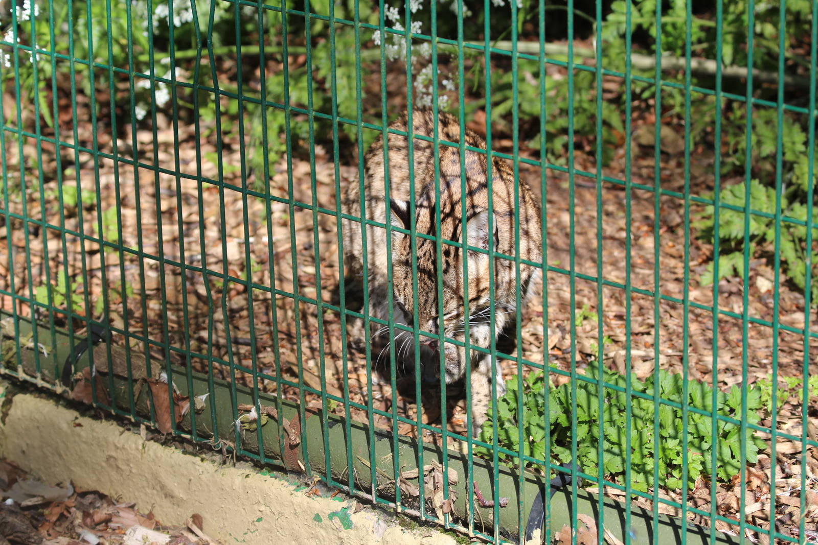 Geoffreys Cat at the front of enclosure