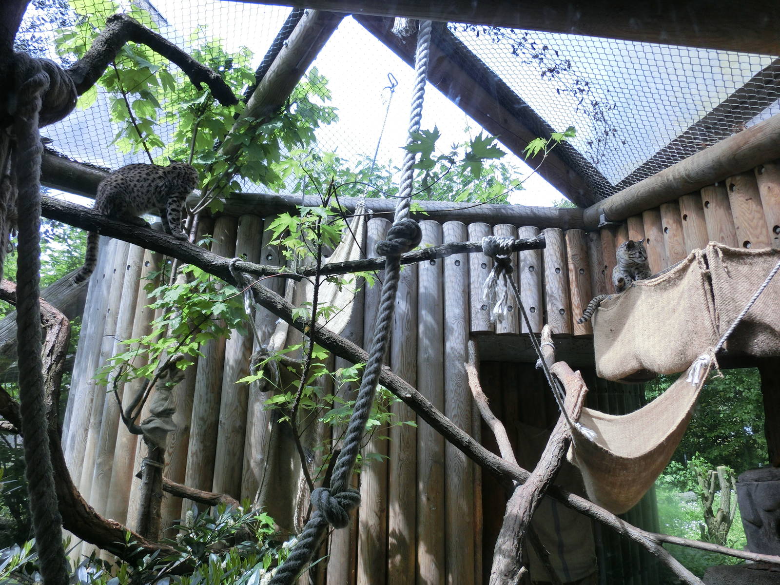 geoffrey's cat exhibit - Karlsruhe Zoo