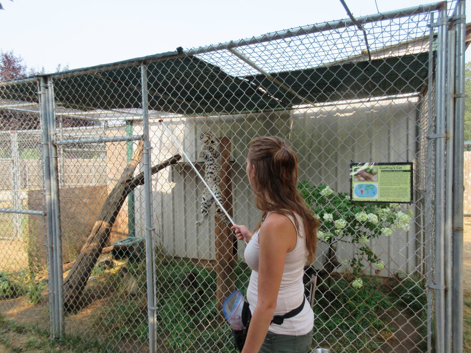 Geoffrey's Cat Exhibit