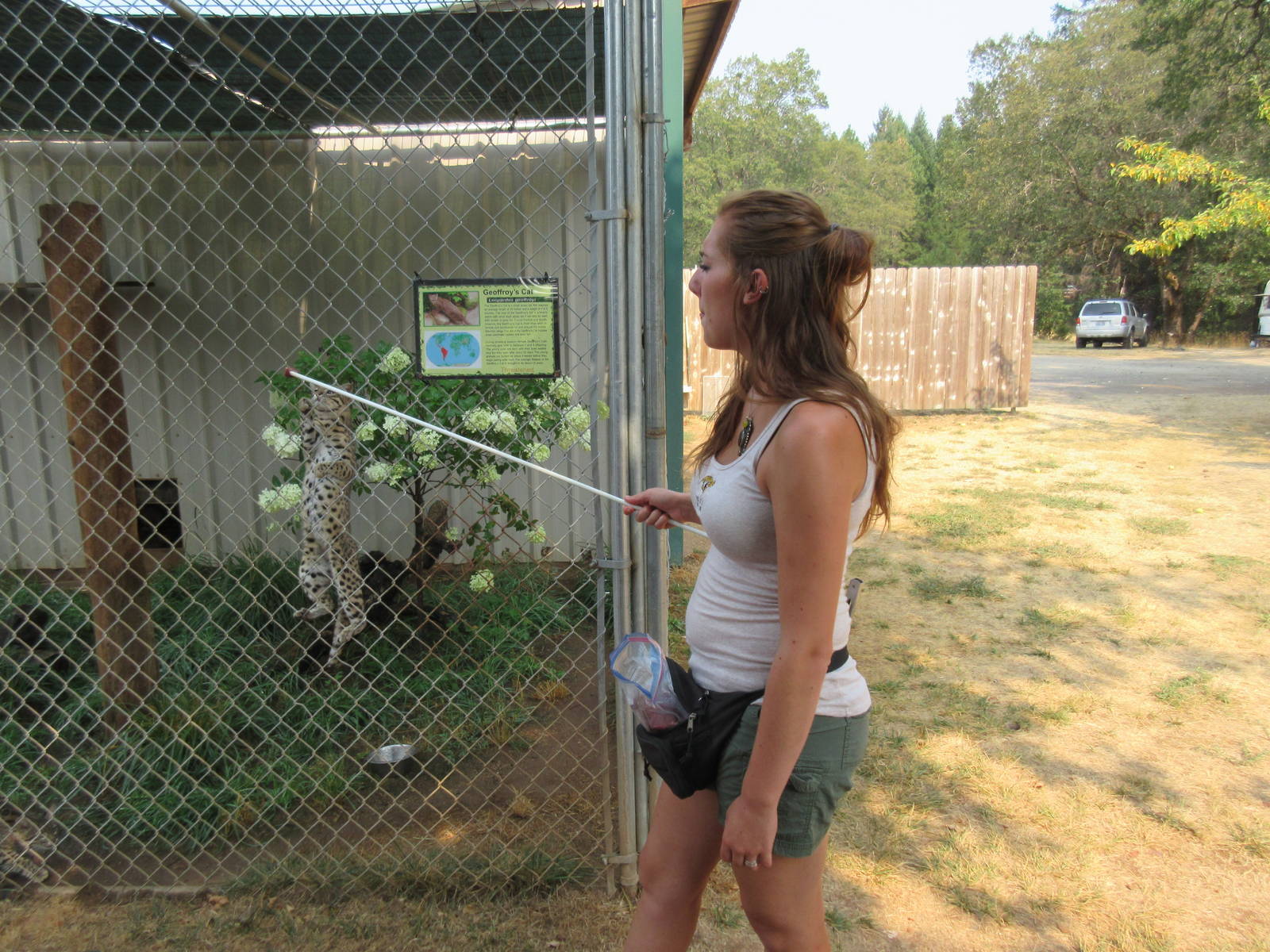 Geoffrey's Cat Exhibit