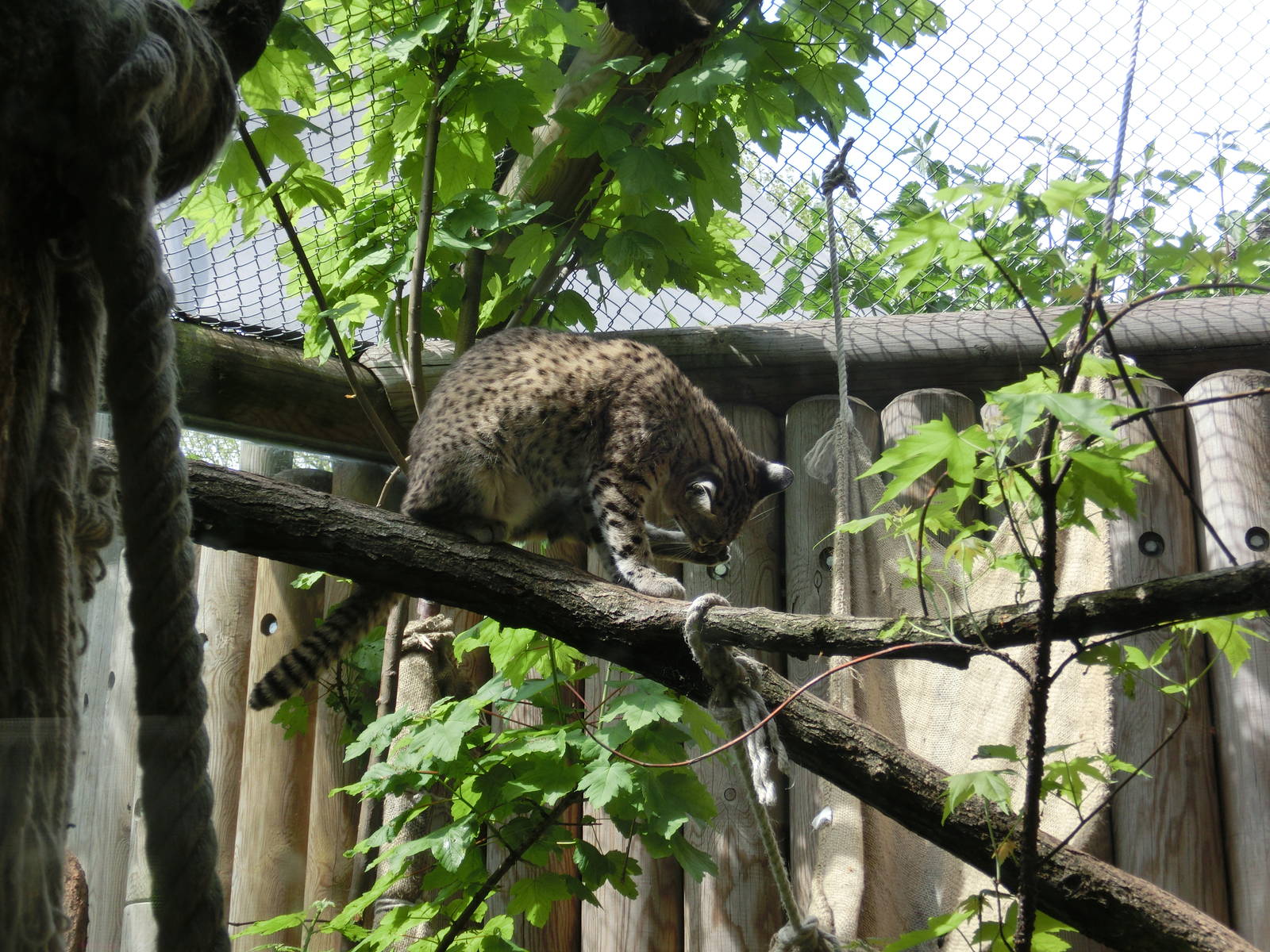Geoffrey's cat - Karlsruhe Zoo
