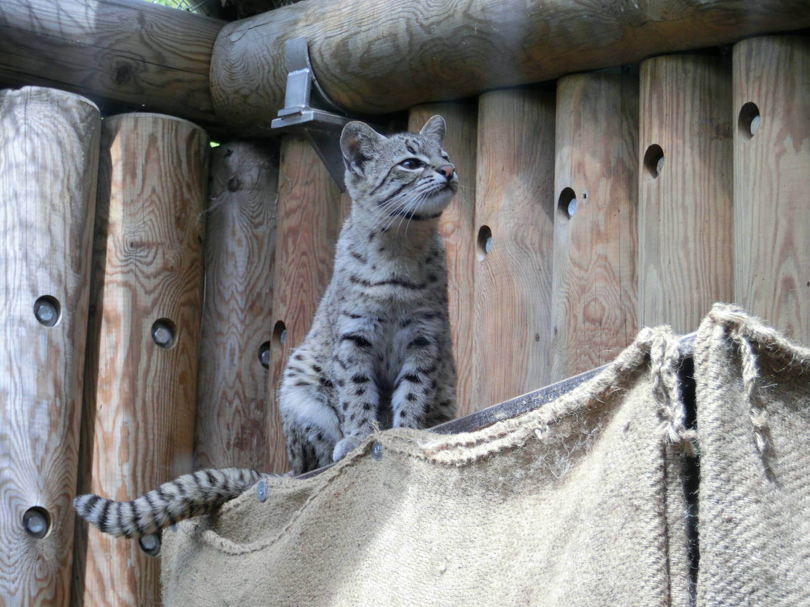 Geoffrey's cat - Karlsruhe Zoo