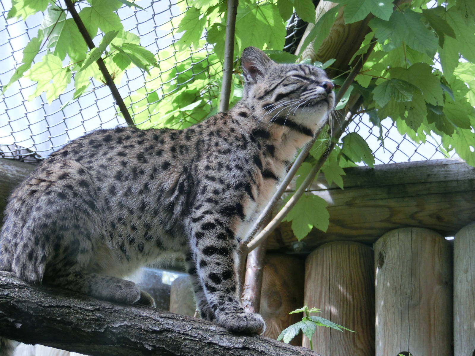 Geoffrey's cat - Karlsruhe Zoo
