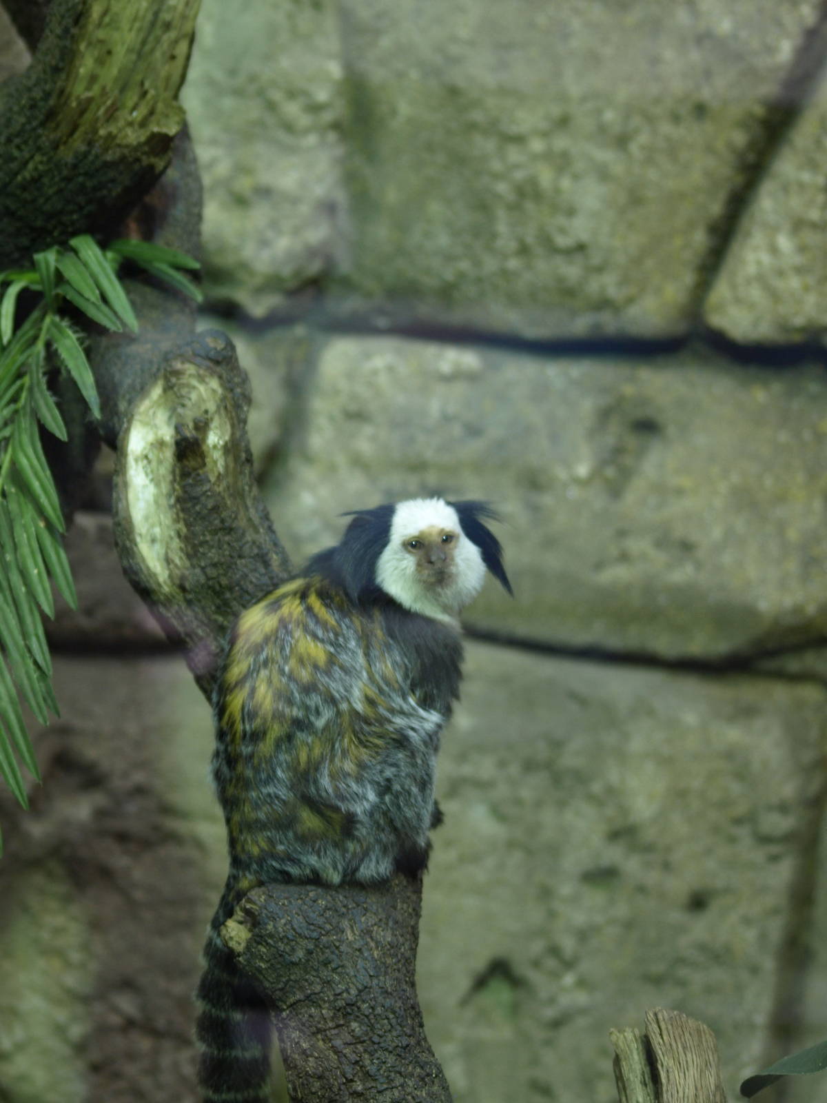 Geoffrey's marmoset 2