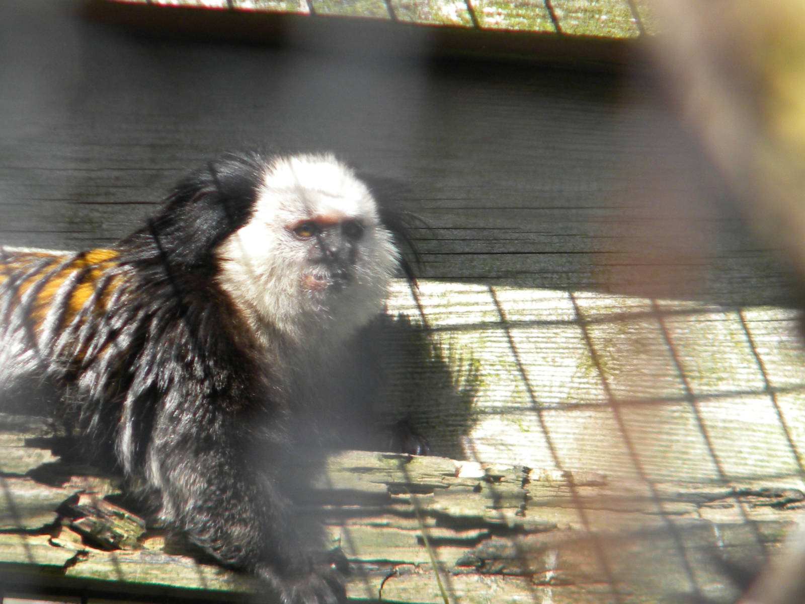 Geoffrey's Marmoset at Blackpool Zoo 10th April 2011
